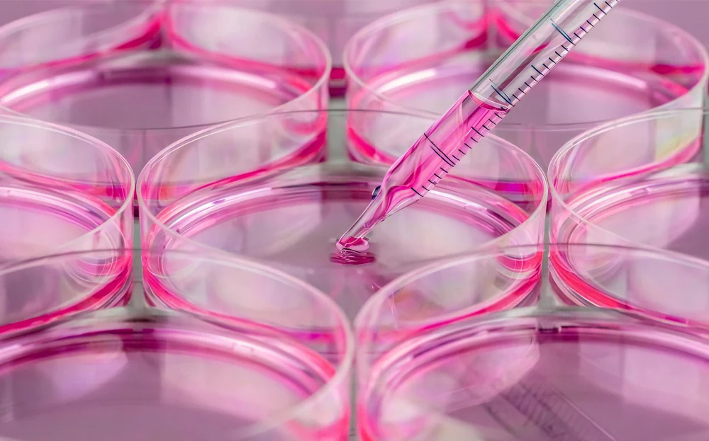 مراحل کشت سلول