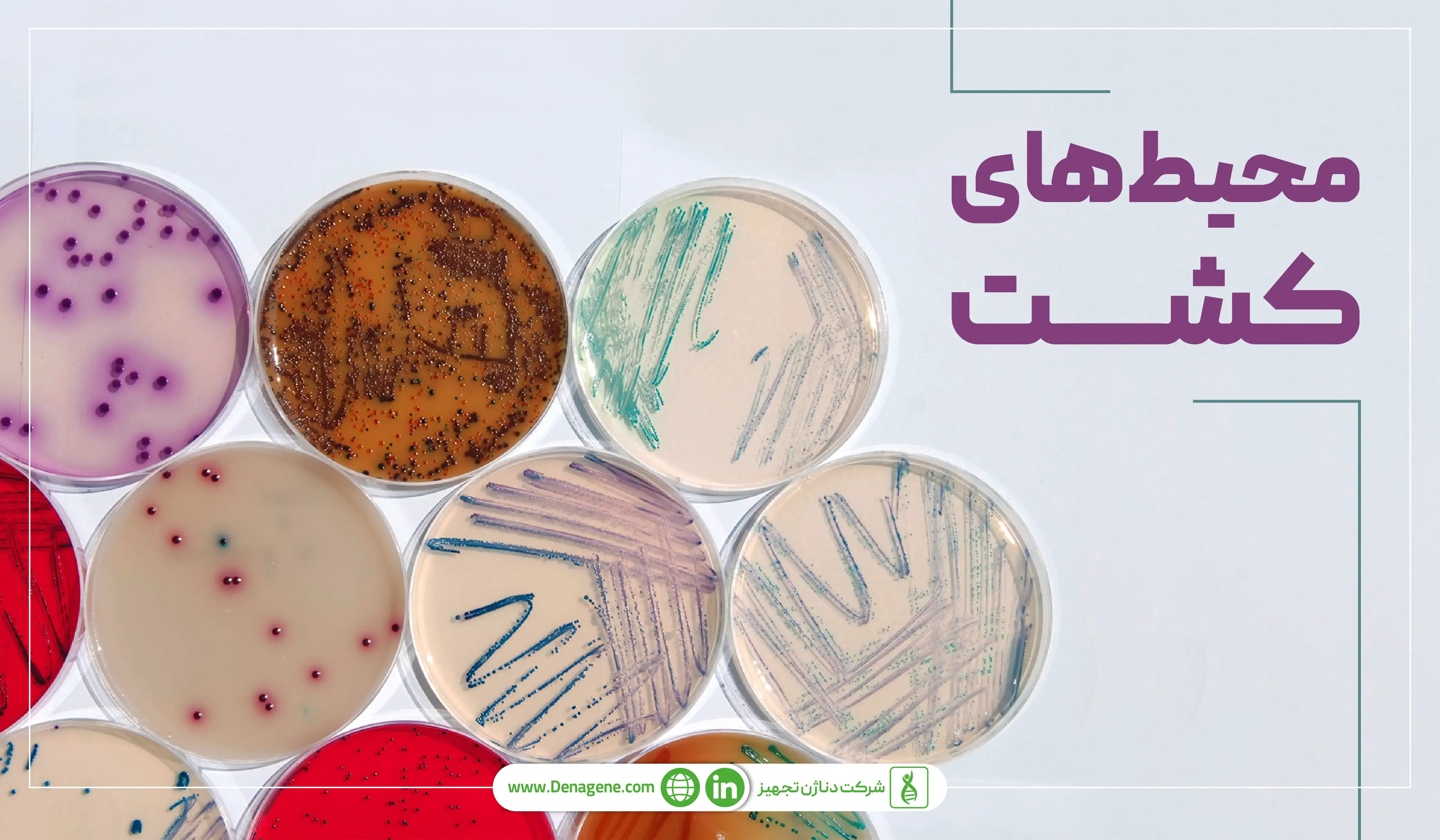 محیط‌های کشت سلولی 