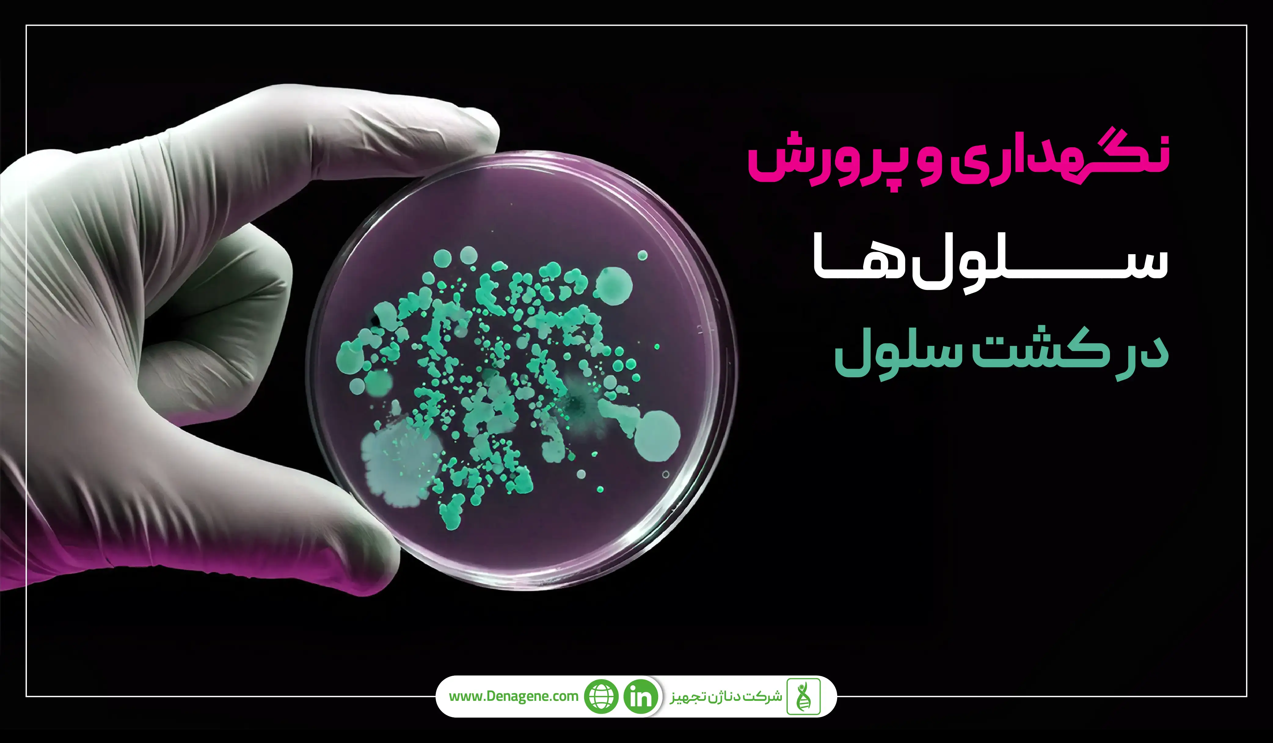 نگهداری و پرورش سلول‌ها در کشت سلول 