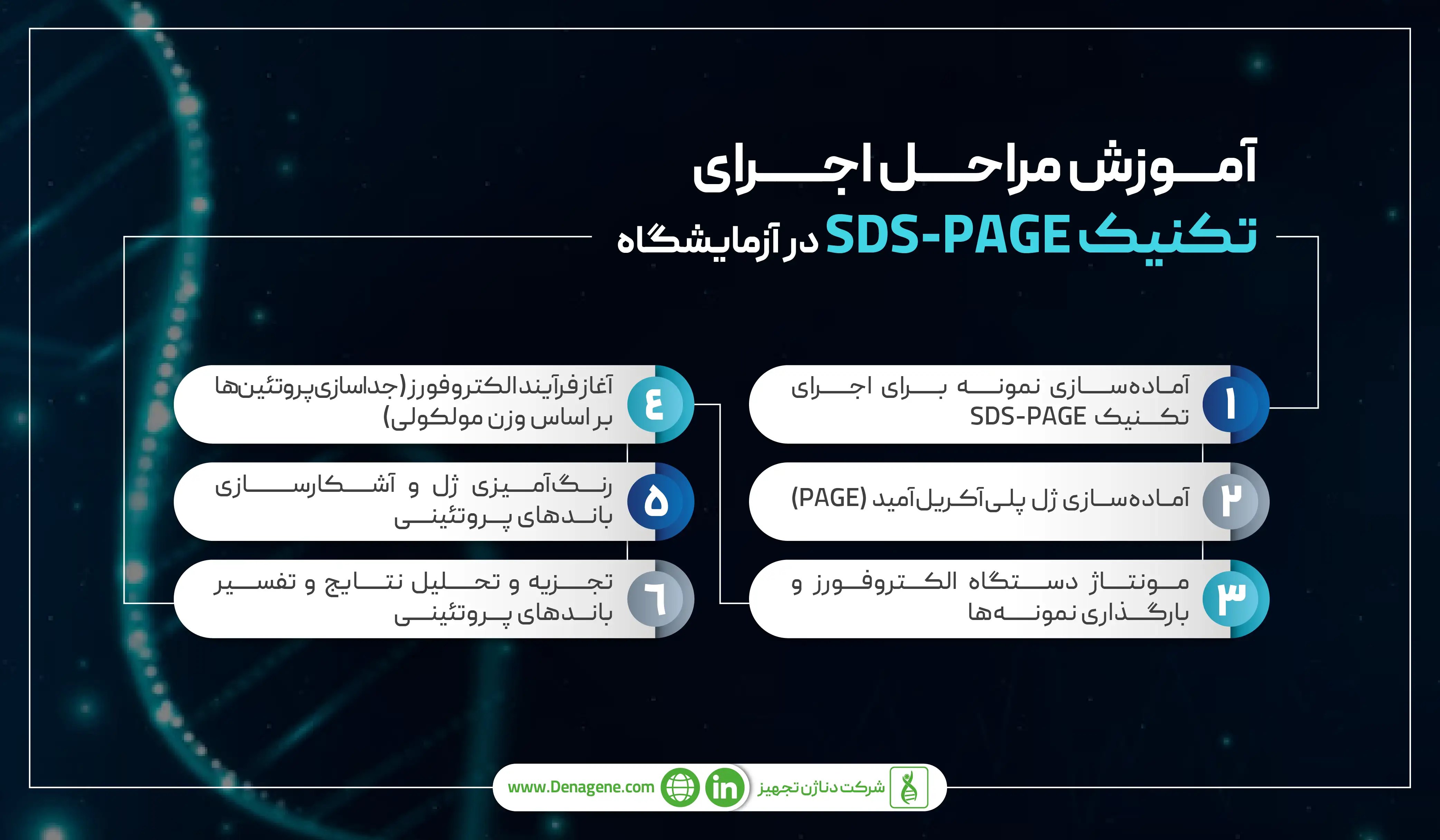 تکنیک SDS-PAGE در آزمایشگاه 
