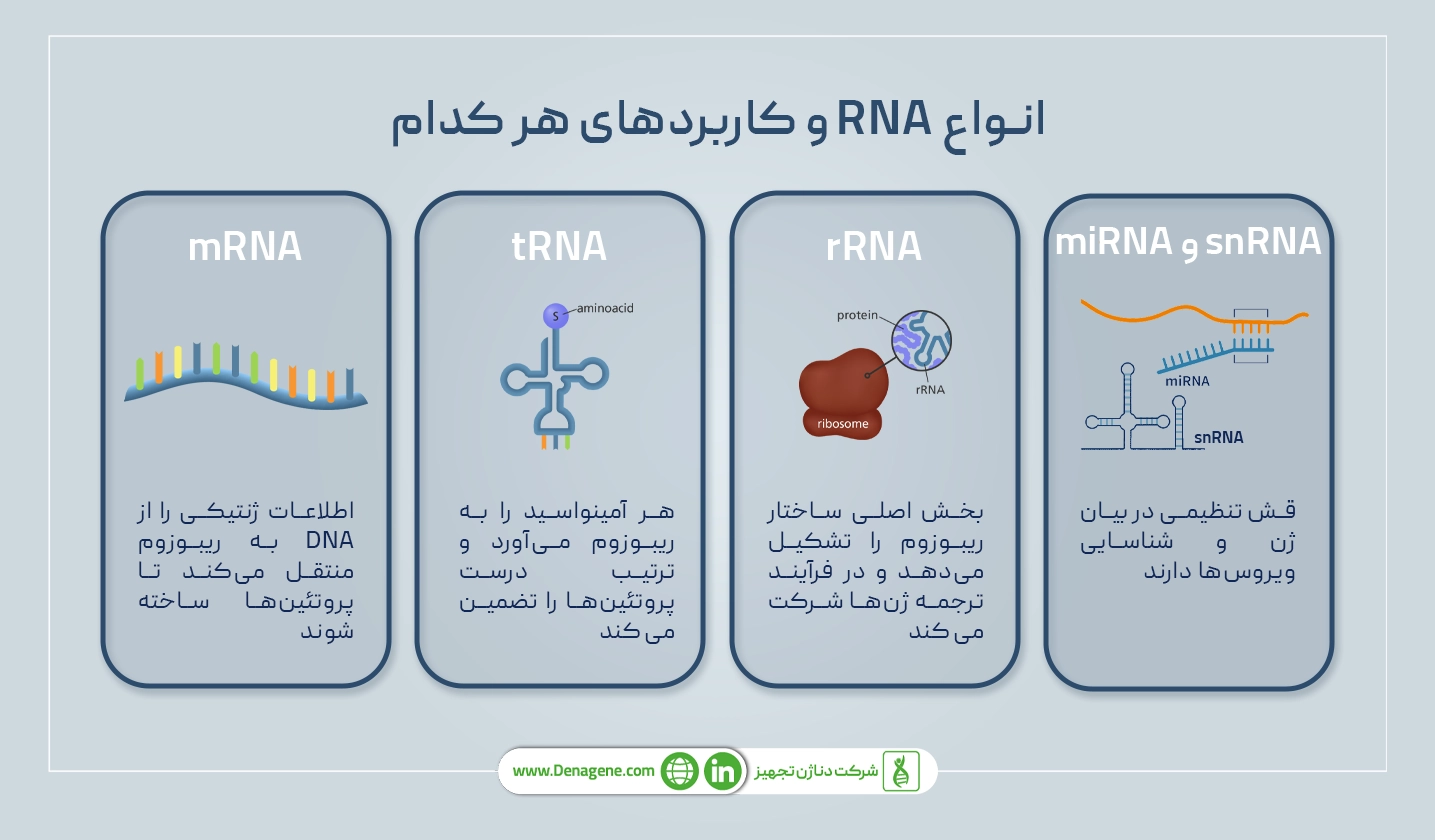 نواع RNA و کاربردهای هر کدام